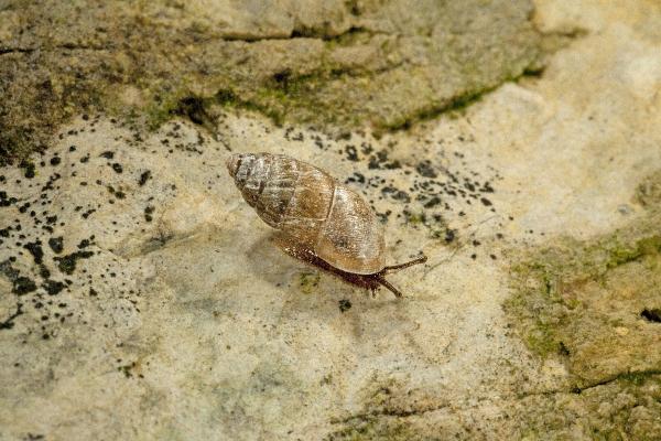 Mollusques de Suisse Bulime tridenté, Maillot à trois dents - Chondrula  tridens 