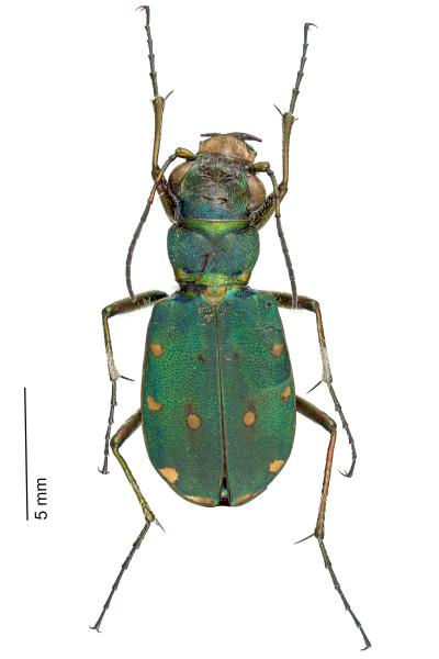 Carabes de Suisse  - Cicindela campestris campestris