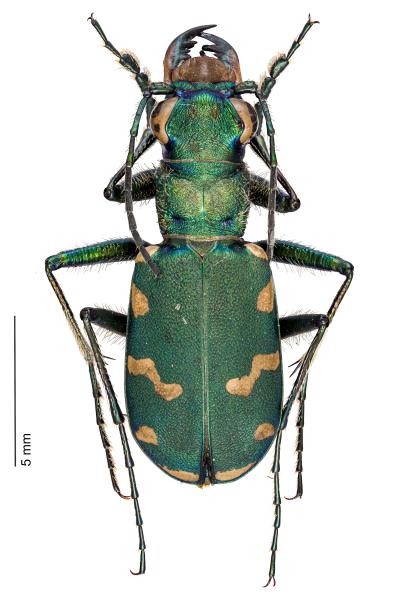Carabes de Suisse  - Cicindela gallica
