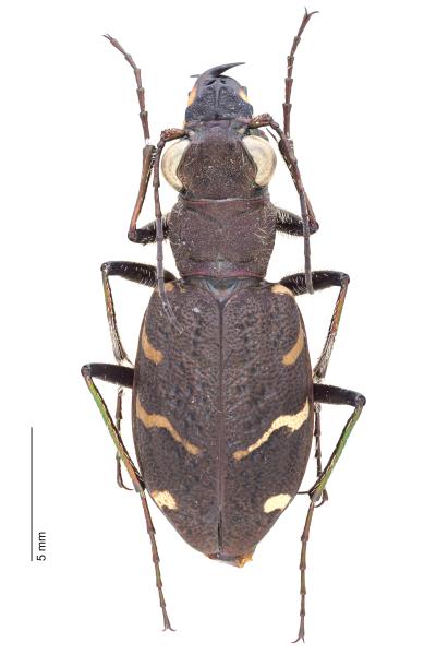 Carabes de Suisse  - Cicindela sylvatica sylvatica