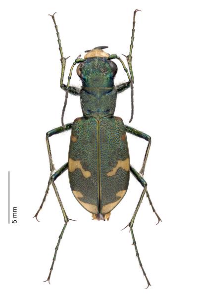 Carabes de Suisse  - Cicindela sylvicola