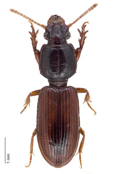   - Clivina collaris