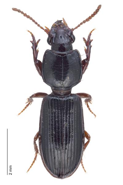   - Clivina fossor fossor