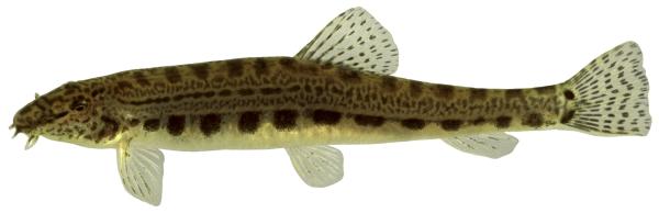 Poissons de Suisse Cobite italiano  - Cobitis bilineata 