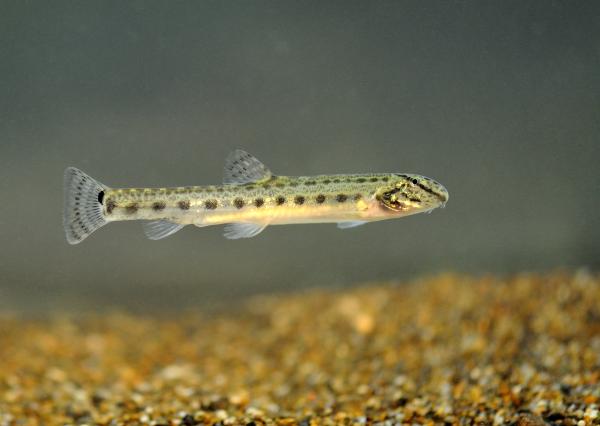 Poissons de Suisse Loche de rivière  - Cobitis taenia 