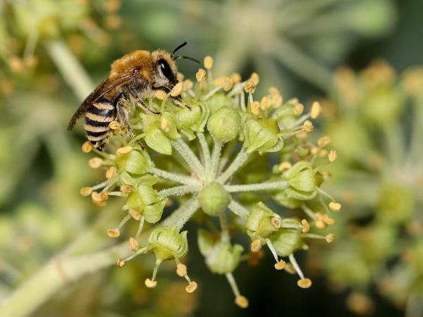 Les abeilles sauvages de Suisse  - Colletes hederae
