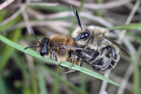 Les abeilles sauvages de Suisse  - Colletes cunicularius