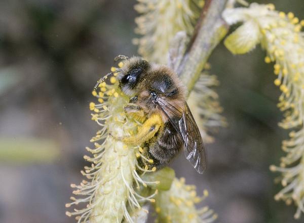 Les abeilles sauvages de Suisse  - Colletes cunicularius