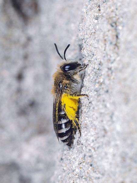 Les abeilles sauvages de Suisse  - Colletes daviesanus