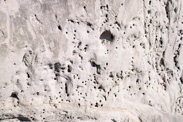 Les abeilles sauvages de Suisse  - Colletes daviesanus
