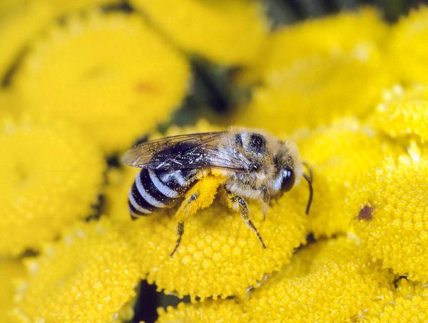 Les abeilles sauvages de Suisse  - Colletes daviesanus