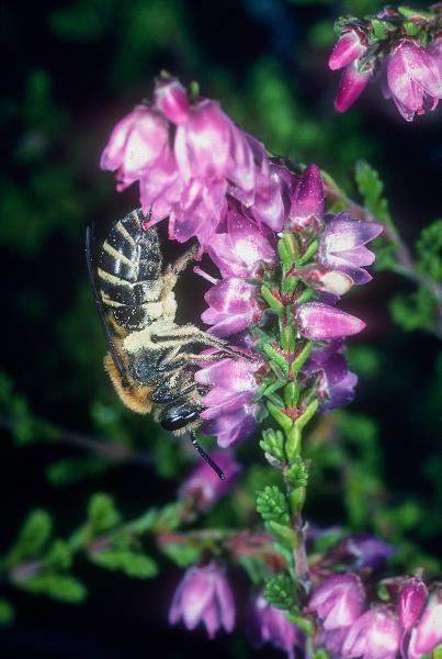 Les abeilles sauvages de Suisse  - Colletes succinctus
