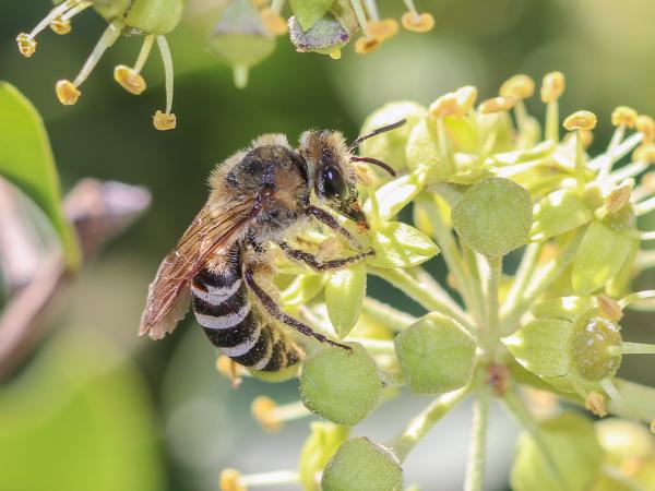 Les abeilles sauvages de Suisse  - Colletes hederae