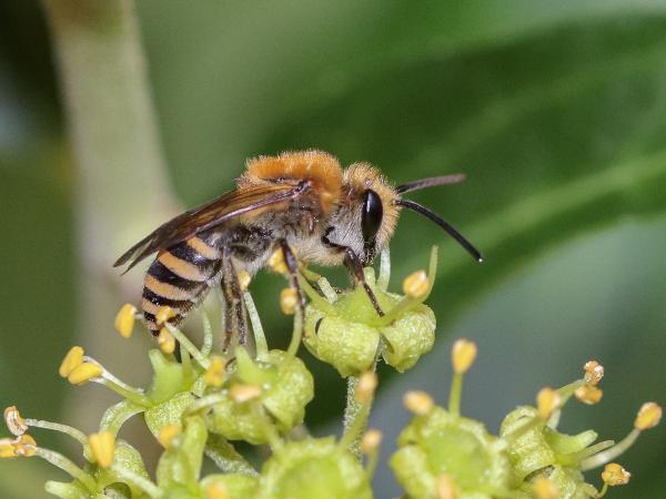 Les abeilles sauvages de Suisse  - Colletes hederae