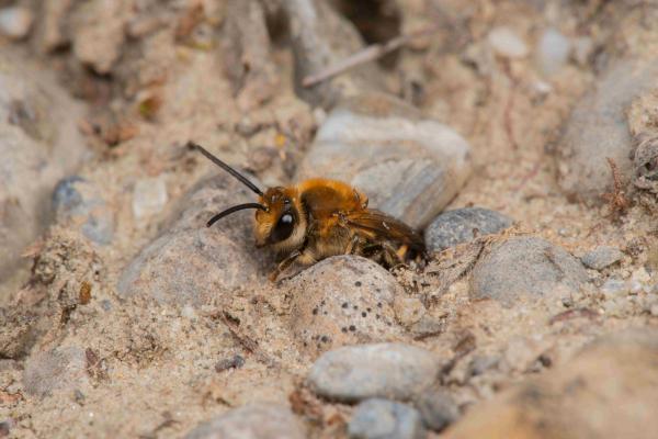 Les abeilles sauvages de Suisse  - Colletes hederae