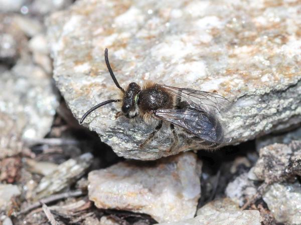 Les abeilles sauvages de Suisse  - Colletes impunctatus