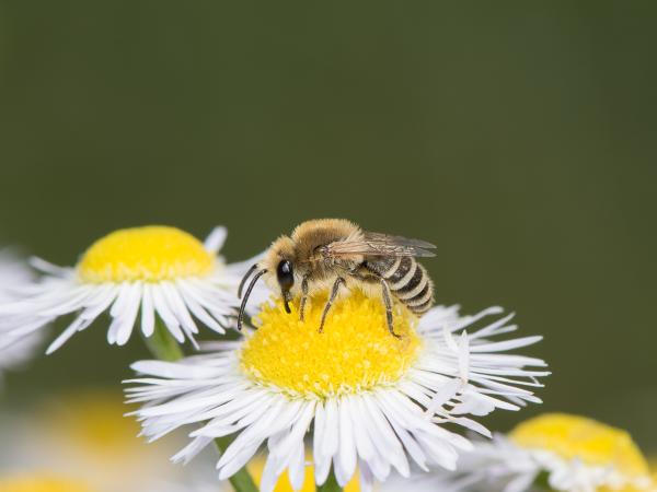 Les abeilles sauvages de Suisse  - Colletes similis