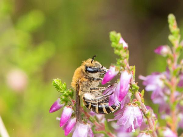 Les abeilles sauvages de Suisse  - Colletes succinctus