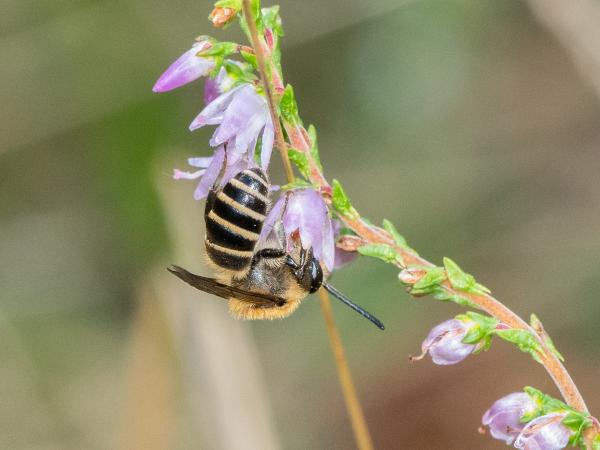 Les abeilles sauvages de Suisse  - Colletes succinctus