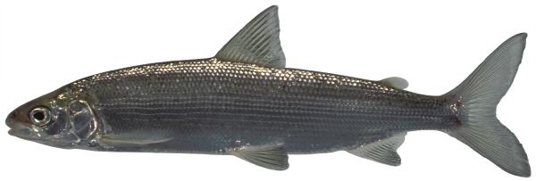 Poissons de Suisse Corégones  - Coregonus  ssp.