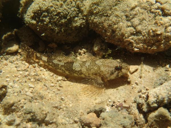 Poissons de Suisse Chabot  - Cottus gobio 