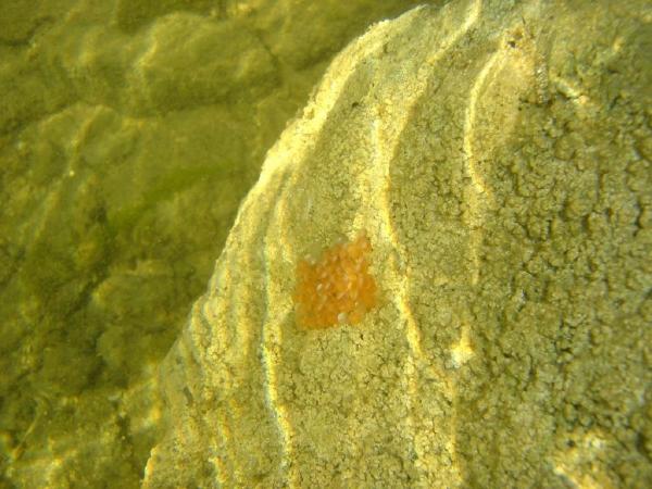 Poissons de Suisse Chabot  - Cottus gobio 