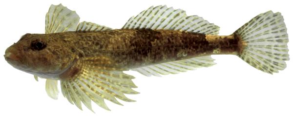 Poissons de Suisse Chabot  - Cottus gobio 