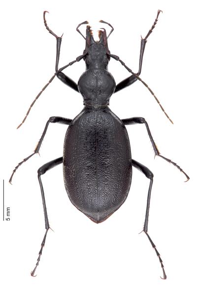   - Cychrus angustatus
