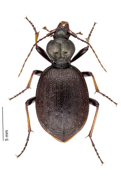   - Cychrus attenuatus attenuatus