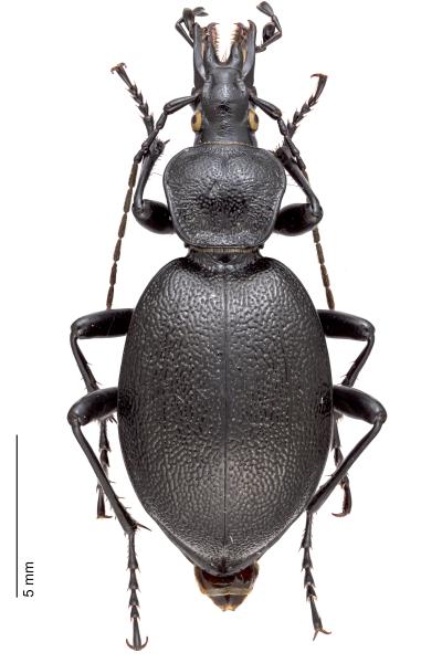   - Cychrus caraboides caraboides