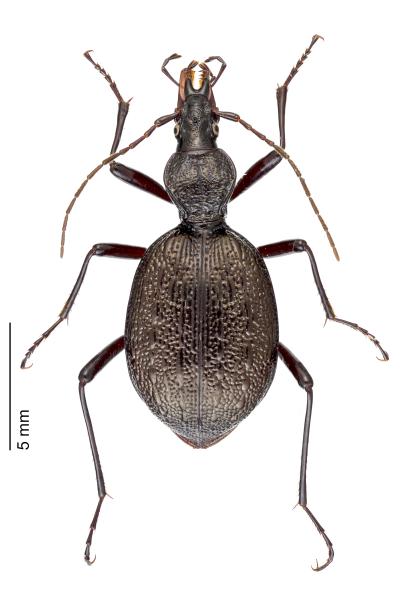 Carabes de Suisse  - Cychrus cordicollis
