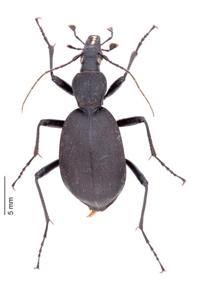   - Cychrus italicus