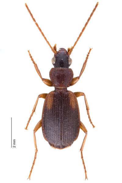   - Cymindis angularis