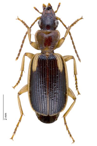   - Cymindis axillaris axillaris