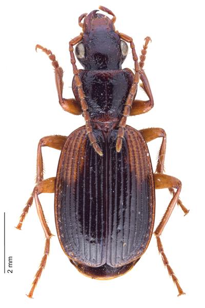 Carabes de Suisse  - Cymindis cingulata