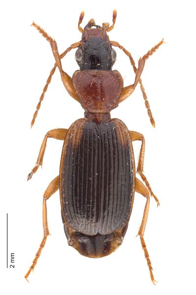   - Cymindis coadunata