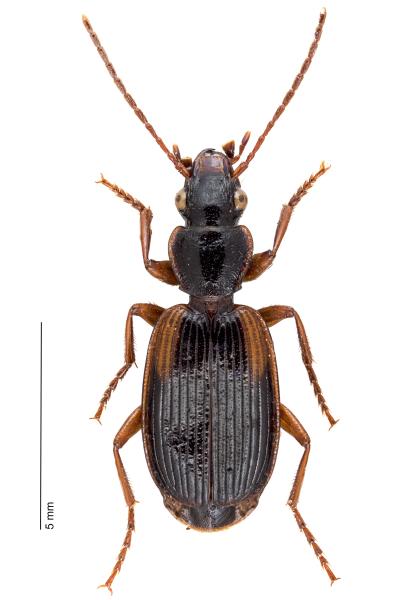   - Cymindis humeralis