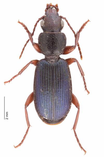   - Cymindis miliaris