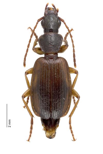   - Cymindis vaporariorum
