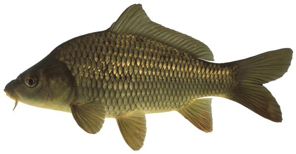 Poissons de Suisse Carpe  - Cyprinus carpio 