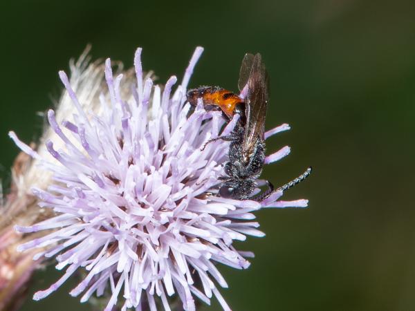 Les abeilles sauvages de Suisse Sphécode grosse-tête - Sphecodes monilicornis