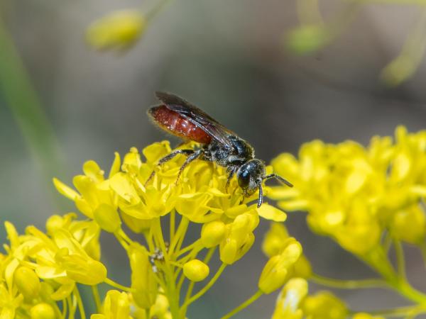 Les abeilles sauvages de Suisse Sphécode strié - Sphecodes rufiventris