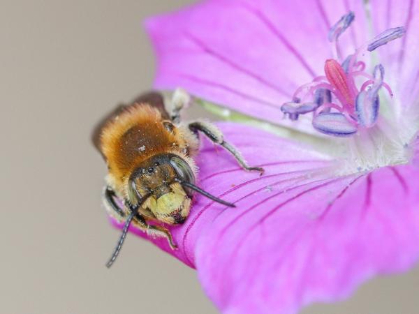 Wildbienen der Schweiz  - Trachusa byssina