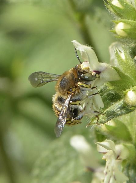 Wildbienen der Schweiz  - Anthidium cingulatum