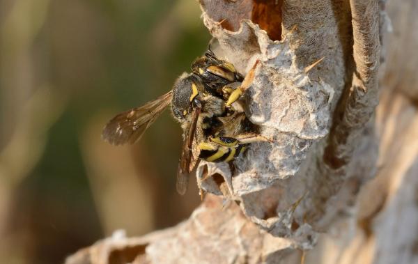 Wildbienen der Schweiz  - Anthidium florentinum