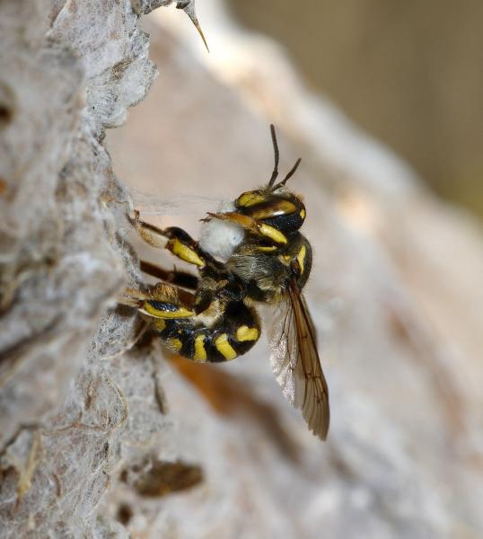 Wildbienen der Schweiz  - Anthidium florentinum