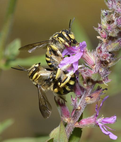 Wildbienen der Schweiz  - Anthidium florentinum