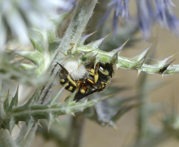 Wildbienen der Schweiz  - Anthidium loti