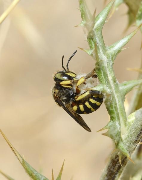 Wildbienen der Schweiz  - Anthidium loti
