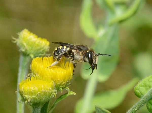 Wildbienen der Schweiz  - Anthidium septemspinosum